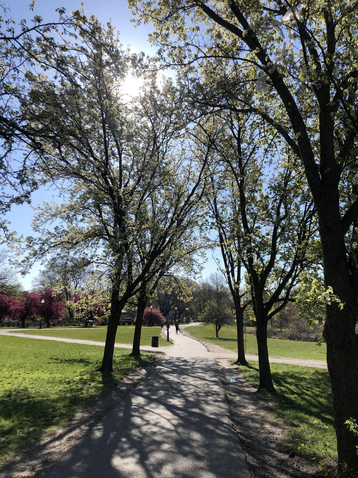 Improvements to Back Bay Fens Pathways Boston.gov